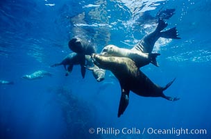 California sea lions, socializing/resting, Webster Point rookery, Santa Barbara Island, Channel Islands National Marine Sanctuary, Zalophus californianus