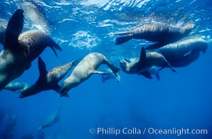 California sea lions, socializing/resting, Webster Point rookery, Santa Barbara Island, Channel Islands National Marine Sanctuary, Zalophus californianus