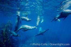 California sea lions, socializing/resting, Webster Point rookery, Santa Barbara Island, Channel Islands National Marine Sanctuary, Zalophus californianus