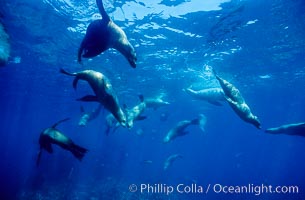 California sea lions, socializing/resting, Webster Point rookery, Santa Barbara Island, Channel Islands National Marine Sanctuary, Zalophus californianus