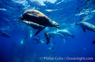 California sea lions, socializing/resting, Webster Point rookery, Santa Barbara Island, Channel Islands National Marine Sanctuary, Zalophus californianus