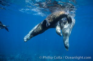 California sea lions, socializing/resting, Webster Point rookery, Santa Barbara Island, Channel Islands National Marine Sanctuary, Zalophus californianus