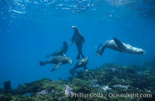 California sea lions, socializing/resting, Webster Point rookery, Santa Barbara Island, Channel Islands National Marine Sanctuary, Zalophus californianus