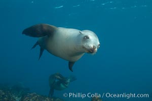 California sea lion, underwater at Santa Barbara Island.  Santa Barbara Island, 38 miles off the coast of southern California, is part of the Channel Islands National Marine Sanctuary and Channel Islands National Park.  It is home to a large population of sea lions.