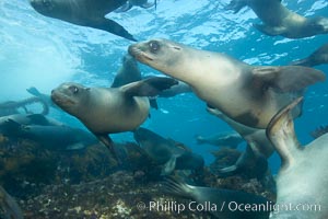 California sea lions, underwater at Santa Barbara Island.  Santa Barbara Island, 38 miles off the coast of southern California, is part of the Channel Islands National Marine Sanctuary and Channel Islands National Park.  It is home to a large population of sea lions, Zalophus californianus