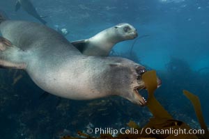 A California sea lion plays with a piece of kelp, underwater at Santa Barbara Island.  Santa Barbara Island, 38 miles off the coast of southern California, is part of the Channel Islands National Marine Sanctuary and Channel Islands National Park.  It is home to a large population of sea lions.