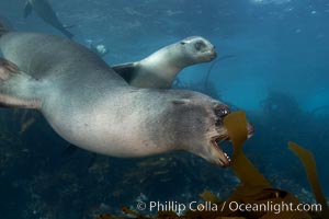 A California sea lion plays with a piece of kelp, underwater at Santa Barbara Island.  Santa Barbara Island, 38 miles off the coast of southern California, is part of the Channel Islands National Marine Sanctuary and Channel Islands National Park.  It is home to a large population of sea lions, Zalophus californianus