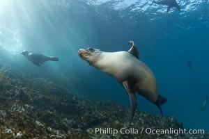 California sea lion, underwater at Santa Barbara Island.  Santa Barbara Island, 38 miles off the coast of southern California, is part of the Channel Islands National Marine Sanctuary and Channel Islands National Park.  It is home to a large population of sea lions, Zalophus californianus