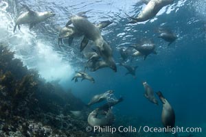 California sea lions, underwater at Santa Barbara Island.  Santa Barbara Island, 38 miles off the coast of southern California, is part of the Channel Islands National Marine Sanctuary and Channel Islands National Park.  It is home to a large population of sea lions, Zalophus californianus