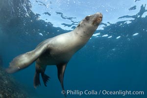 California sea lion, underwater at Santa Barbara Island.  Santa Barbara Island, 38 miles off the coast of southern California, is part of the Channel Islands National Marine Sanctuary and Channel Islands National Park.  It is home to a large population of sea lions, Zalophus californianus