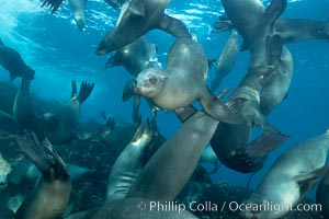 California sea lions, underwater at Santa Barbara Island.  Santa Barbara Island, 38 miles off the coast of southern California, is part of the Channel Islands National Marine Sanctuary and Channel Islands National Park.  It is home to a large population of sea lions, Zalophus californianus