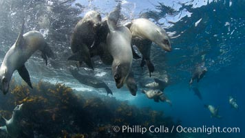 California sea lions, underwater at Santa Barbara Island.  Santa Barbara Island, 38 miles off the coast of southern California, is part of the Channel Islands National Marine Sanctuary and Channel Islands National Park.  It is home to a large population of sea lions, Zalophus californianus