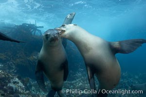 California sea lions, underwater at Santa Barbara Island.  Santa Barbara Island, 38 miles off the coast of southern California, is part of the Channel Islands National Marine Sanctuary and Channel Islands National Park.  It is home to a large population of sea lions, Zalophus californianus