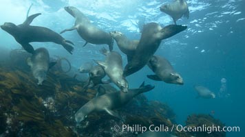 California sea lions, underwater at Santa Barbara Island.  Santa Barbara Island, 38 miles off the coast of southern California, is part of the Channel Islands National Marine Sanctuary and Channel Islands National Park.  It is home to a large population of sea lions, Zalophus californianus