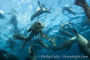 California sea lions, underwater at Santa Barbara Island.  Santa Barbara Island, 38 miles off the coast of southern California, is part of the Channel Islands National Marine Sanctuary and Channel Islands National Park.  It is home to a large population of sea lions, Zalophus californianus