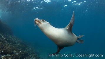 California sea lion, underwater at Santa Barbara Island.  Santa Barbara Island, 38 miles off the coast of southern California, is part of the Channel Islands National Marine Sanctuary and Channel Islands National Park.  It is home to a large population of sea lions, Zalophus californianus