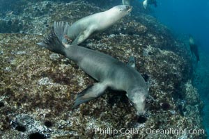 California sea lions, underwater at Santa Barbara Island.  Santa Barbara Island, 38 miles off the coast of southern California, is part of the Channel Islands National Marine Sanctuary and Channel Islands National Park.  It is home to a large population of sea lions, Zalophus californianus