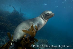 California sea lion, underwater at Santa Barbara Island.  Santa Barbara Island, 38 miles off the coast of southern California, is part of the Channel Islands National Marine Sanctuary and Channel Islands National Park.  It is home to a large population of sea lions, Zalophus californianus