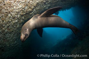 A California sea lion, underwater inside a submarine cavern, at Santa Barbara Island, Zalophus californianus