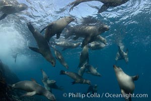 California sea lions, underwater at Santa Barbara Island.  Santa Barbara Island, 38 miles off the coast of southern California, is part of the Channel Islands National Marine Sanctuary and Channel Islands National Park.  It is home to a large population of sea lions, Zalophus californianus