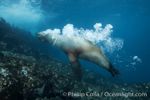 California sea lions, underwater at Santa Barbara Island.  Santa Barbara Island, 38 miles off the coast of southern California, is part of the Channel Islands National Marine Sanctuary and Channel Islands National Park.  It is home to a large population of sea lions, Zalophus californianus