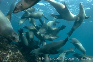 California sea lions, underwater at Santa Barbara Island.  Santa Barbara Island, 38 miles off the coast of southern California, is part of the Channel Islands National Marine Sanctuary and Channel Islands National Park.  It is home to a large population of sea lions, Zalophus californianus