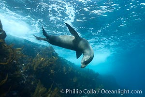 California sea lion, underwater at Santa Barbara Island.  Santa Barbara Island, 38 miles off the coast of southern California, is part of the Channel Islands National Marine Sanctuary and Channel Islands National Park.  It is home to a large population of sea lions, Zalophus californianus