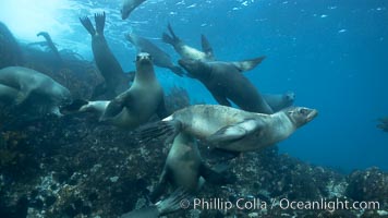 California sea lions, underwater at Santa Barbara Island.  Santa Barbara Island, 38 miles off the coast of southern California, is part of the Channel Islands National Marine Sanctuary and Channel Islands National Park.  It is home to a large population of sea lions, Zalophus californianus