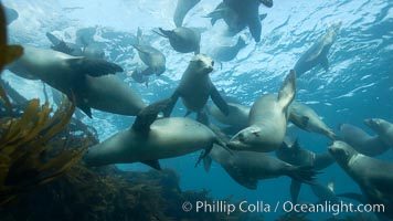 California sea lions, underwater at Santa Barbara Island.  Santa Barbara Island, 38 miles off the coast of southern California, is part of the Channel Islands National Marine Sanctuary and Channel Islands National Park.  It is home to a large population of sea lions, Zalophus californianus