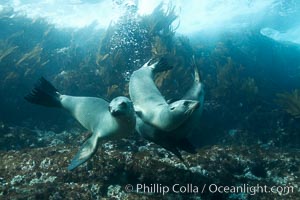 California sea lions, underwater at Santa Barbara Island.  Santa Barbara Island, 38 miles off the coast of southern California, is part of the Channel Islands National Marine Sanctuary and Channel Islands National Park.  It is home to a large population of sea lions, Zalophus californianus