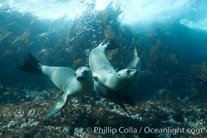 California sea lions, underwater at Santa Barbara Island.  Santa Barbara Island, 38 miles off the coast of southern California, is part of the Channel Islands National Marine Sanctuary and Channel Islands National Park.  It is home to a large population of sea lions, Zalophus californianus