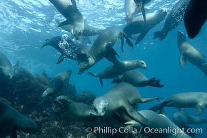 California sea lions, underwater at Santa Barbara Island.  Santa Barbara Island, 38 miles off the coast of southern California, is part of the Channel Islands National Marine Sanctuary and Channel Islands National Park.  It is home to a large population of sea lions, Zalophus californianus