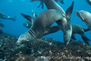 California sea lions, underwater at Santa Barbara Island.  Santa Barbara Island, 38 miles off the coast of southern California, is part of the Channel Islands National Marine Sanctuary and Channel Islands National Park.  It is home to a large population of sea lions, Zalophus californianus