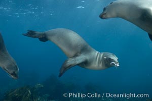 California sea lions, underwater at Santa Barbara Island.  Santa Barbara Island, 38 miles off the coast of southern California, is part of the Channel Islands National Marine Sanctuary and Channel Islands National Park.  It is home to a large population of sea lions, Zalophus californianus