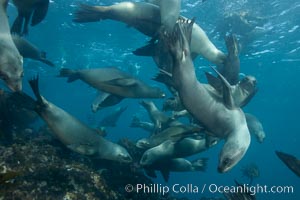 California sea lions, underwater at Santa Barbara Island.  Santa Barbara Island, 38 miles off the coast of southern California, is part of the Channel Islands National Marine Sanctuary and Channel Islands National Park.  It is home to a large population of sea lions, Zalophus californianus