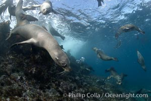 California sea lions, underwater at Santa Barbara Island.  Santa Barbara Island, 38 miles off the coast of southern California, is part of the Channel Islands National Marine Sanctuary and Channel Islands National Park.  It is home to a large population of sea lions, Zalophus californianus