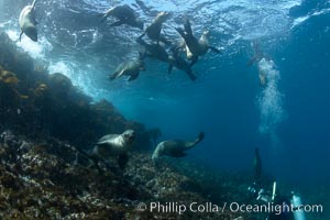 California sea lions, underwater at Santa Barbara Island.  Santa Barbara Island, 38 miles off the coast of southern California, is part of the Channel Islands National Marine Sanctuary and Channel Islands National Park.  It is home to a large population of sea lions, Zalophus californianus