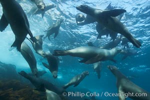 California sea lions, underwater at Santa Barbara Island.  Santa Barbara Island, 38 miles off the coast of southern California, is part of the Channel Islands National Marine Sanctuary and Channel Islands National Park.  It is home to a large population of sea lions, Zalophus californianus