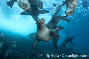 California sea lions, underwater at Santa Barbara Island.  Santa Barbara Island, 38 miles off the coast of southern California, is part of the Channel Islands National Marine Sanctuary and Channel Islands National Park.  It is home to a large population of sea lions, Zalophus californianus