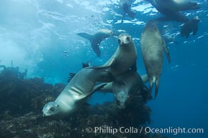 California sea lions, underwater at Santa Barbara Island.  Santa Barbara Island, 38 miles off the coast of southern California, is part of the Channel Islands National Marine Sanctuary and Channel Islands National Park.  It is home to a large population of sea lions, Zalophus californianus