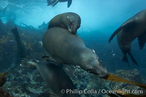 California sea lions, underwater at Santa Barbara Island.  Santa Barbara Island, 38 miles off the coast of southern California, is part of the Channel Islands National Marine Sanctuary and Channel Islands National Park.  It is home to a large population of sea lions, Zalophus californianus