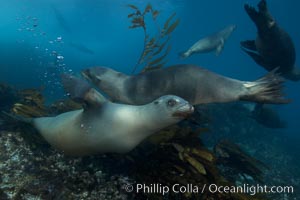 California sea lions, underwater at Santa Barbara Island.  Santa Barbara Island, 38 miles off the coast of southern California, is part of the Channel Islands National Marine Sanctuary and Channel Islands National Park.  It is home to a large population of sea lions, Zalophus californianus