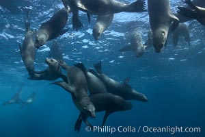 California sea lions, underwater at Santa Barbara Island.  Santa Barbara Island, 38 miles off the coast of southern California, is part of the Channel Islands National Marine Sanctuary and Channel Islands National Park.  It is home to a large population of sea lions, Zalophus californianus