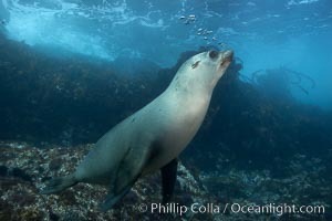 California sea lion, underwater at Santa Barbara Island.  Santa Barbara Island, 38 miles off the coast of southern California, is part of the Channel Islands National Marine Sanctuary and Channel Islands National Park.  It is home to a large population of sea lions, Zalophus californianus