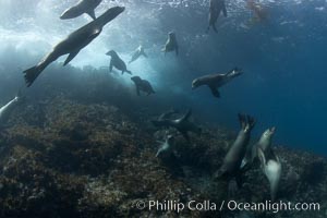 California sea lions, underwater at Santa Barbara Island.  Santa Barbara Island, 38 miles off the coast of southern California, is part of the Channel Islands National Marine Sanctuary and Channel Islands National Park.  It is home to a large population of sea lions, Zalophus californianus