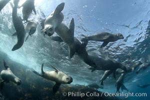 California sea lions, underwater at Santa Barbara Island.  Santa Barbara Island, 38 miles off the coast of southern California, is part of the Channel Islands National Marine Sanctuary and Channel Islands National Park.  It is home to a large population of sea lions, Zalophus californianus