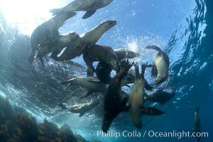 California sea lions, underwater at Santa Barbara Island.  Santa Barbara Island, 38 miles off the coast of southern California, is part of the Channel Islands National Marine Sanctuary and Channel Islands National Park.  It is home to a large population of sea lions, Zalophus californianus