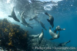 California sea lions, underwater at Santa Barbara Island.  Santa Barbara Island, 38 miles off the coast of southern California, is part of the Channel Islands National Marine Sanctuary and Channel Islands National Park.  It is home to a large population of sea lions, Zalophus californianus