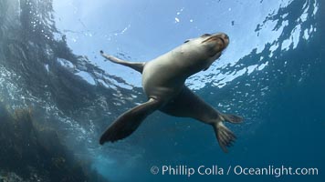 California sea lion, underwater at Santa Barbara Island.  Santa Barbara Island, 38 miles off the coast of southern California, is part of the Channel Islands National Marine Sanctuary and Channel Islands National Park.  It is home to a large population of sea lions, Zalophus californianus