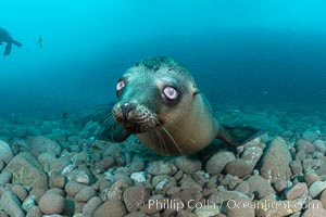California sea lion with strange eyes, Coronados Islands, Baja California, Mexico, Zalophus californianus, Coronado Islands (Islas Coronado)
